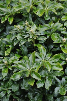 Schaduwkruid Pachysandra terminalis 'Green Sheen' 5-10 Pot P9 Pachysandra terminalis 'Green Sheen'
