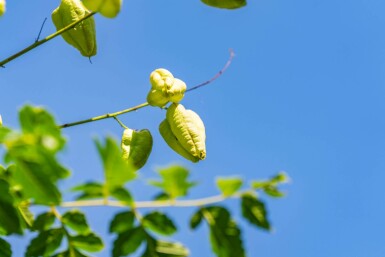 Koelreuteria paniculata hoogstam 6/8