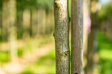Koelreuteria paniculata hoogstam 6/8
