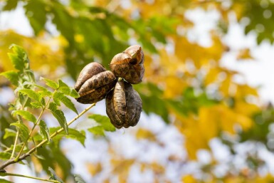 Koelreuteria paniculata meerstammig 150-175