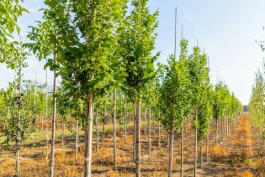 Koelreuteria paniculata 'Fastigiata' hoogstam 4/6 (spil)