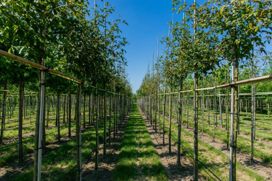 Gewone goudenregen Laburnum anagyroides Hoogstam stamomtrek 18-20 P Laburnum anagyroides hoogstam 18/20
