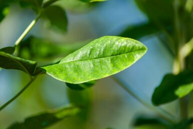 Laburnum anagyroides hoogstam 12/14