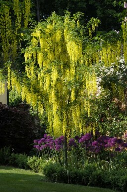 Gewone goudenregen Laburnum anagyroides Hoogstam stamomtrek 18-20 P Laburnum anagyroides hoogstam 18/20