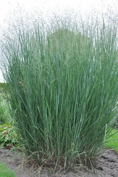 Vingergras Panicum virgatum 'Heavy Metal' 10-15 Pot C2 Panicum virgatum 'Heavy Metal'