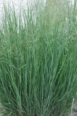 Vingergras Panicum virgatum 'Heavy Metal' 10-15 Pot C2 Panicum virgatum 'Heavy Metal'