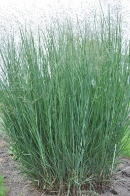 Vingergras Panicum virgatum 'Heavy Metal' 10-15 Pot C2 Panicum virgatum 'Heavy Metal'