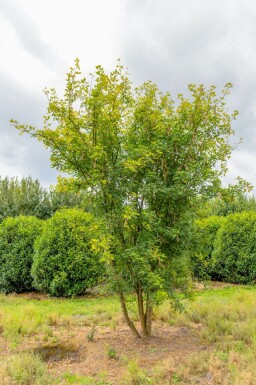 Laburnum anagyroides meerstammig 300-350