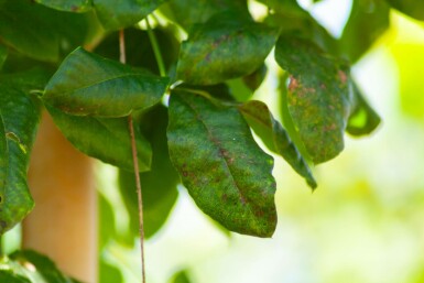 Gewone goudenregen Laburnum anagyroides Meerstammig 300-350 P Laburnum anagyroides meerstammig 300-350
