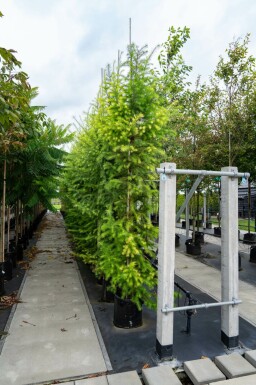 Europese lariks Larix decidua Hoogstam stamomtrek 10-12 P Larix decidua hoogstam 10/12