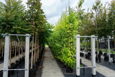 Larix decidua hoogstam 10/12