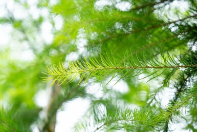 Larix decidua hoogstam 10/12