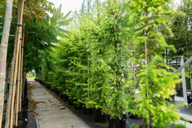 Europese lariks Larix decidua Hoogstam stamomtrek 10-12 P Larix decidua hoogstam 10/12