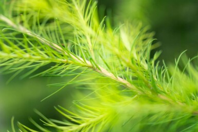 Europese lariks Larix decidua Hoogstam stamomtrek 10-12 P Larix decidua hoogstam 10/12