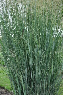 Vingergras Panicum virgatum 'Heavy Metal' 5-10 Pot P9 Panicum virgatum 'Heavy Metal'