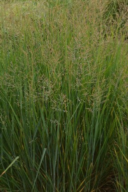 Panicum virgatum 'Prairy Sky'