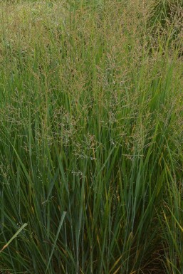 Vingergras Panicum virgatum 'Prairy Sky' 5-10 Pot P9 Panicum virgatum 'Prairy Sky'