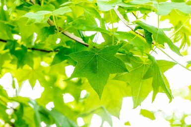 Amberboom Liquidambar styraciflua Liquidambar styraciflua