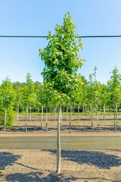 Liquidambar styraciflua hoogstam 16/18