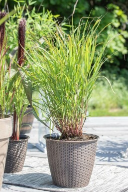 Vingergras Panicum virgatum 'Rehbraun' 5-10 Pot P9 Panicum virgatum 'Rehbraun'