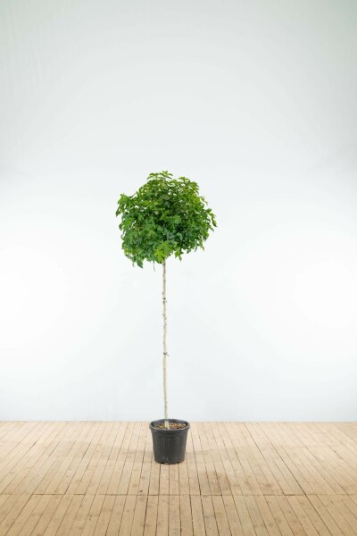 Liquidambar styraciflua 'Gum Ball' bolvorm 60cm stam