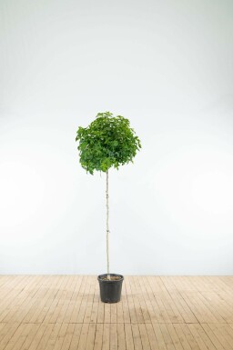 Liquidambar styraciflua 'Gum Ball' bolvorm 60cm stam