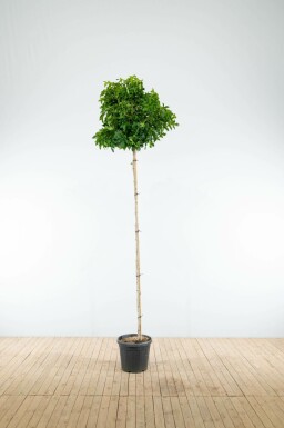 Liquidambar styraciflua 'Gum Ball' bolvorm 60cm stam