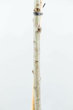 Liquidambar styraciflua 'Gum Ball' bolvorm 60cm stam