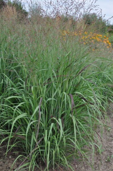 Vingergras Panicum virgatum 'Shenandoah' 5-10 Pot P9 Panicum virgatum 'Shenandoah'