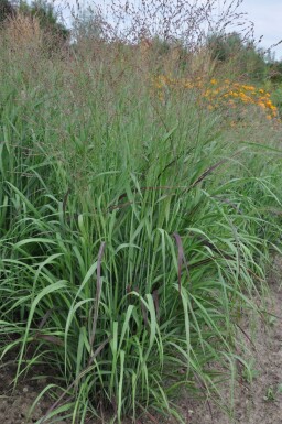 Vingergras Panicum virgatum 'Shenandoah' 5-10 Pot P9 Panicum virgatum 'Shenandoah'