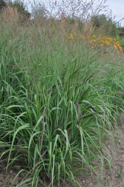 Vingergras Panicum virgatum 'Shenandoah' 5-10 Pot P9