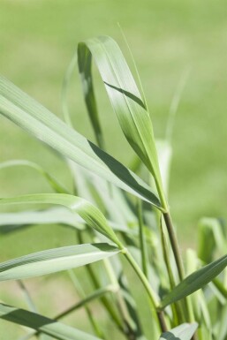 Vingergras Panicum virgatum 'Squaw' 5-10 Pot P9