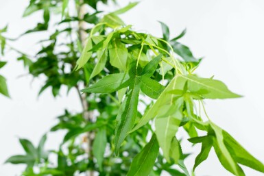 Zuil-amberboom Liquidambar styraciflua 'Slender Silhouette' Hoogstam Liquidambar styraciflua 'Slender Silhouette' hoogstam