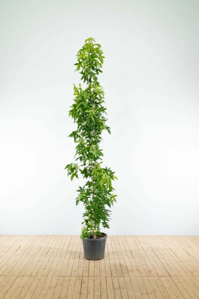 Liquidambar styraciflua 'Slender Silhouette' beveerd 4-6