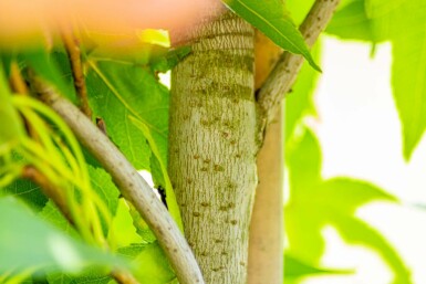 Liquidambar styraciflua 'Slender Silhouette' beveerd 4-6