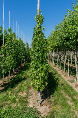 Liquidambar styraciflua 'Slender Silhouette' beveerd 4-6