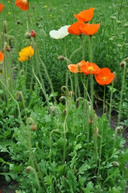 IJslandse papaver Papaver nudicaule 'Gartenzwerg' 5-10 Pot P9