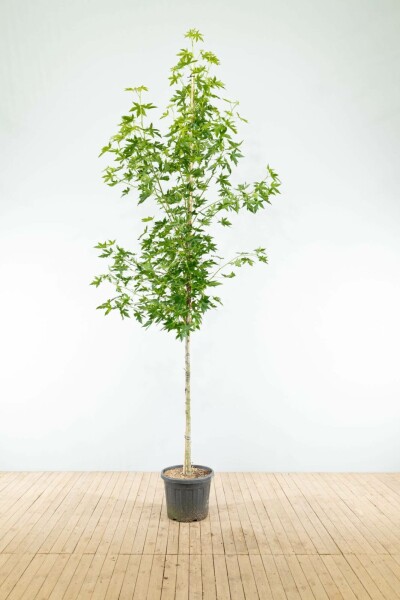 Liquidambar styraciflua 'Worplesdon' hoogstam 10/12