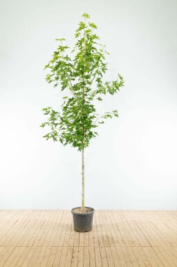 Liquidambar styraciflua 'Worplesdon' hoogstam 10/12