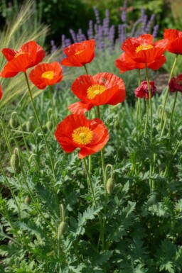 IJslandse papaver Papaver nudicaule 'Matador' 5-10 Pot P9 Papaver nudicaule 'Matador'