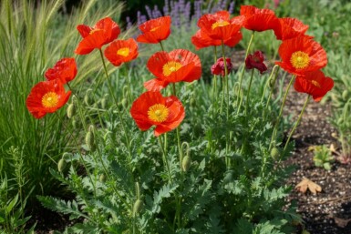 IJslandse papaver Papaver nudicaule 'Matador' 5-10 Pot P9 Papaver nudicaule 'Matador'