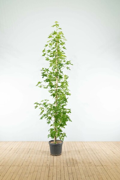 Liquidambar styraciflua 'Worplesdon' beveerd 6-8