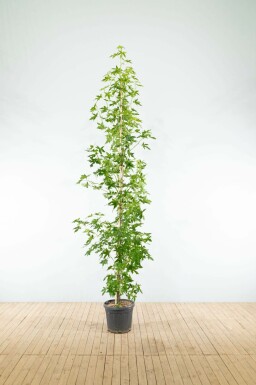 Liquidambar styraciflua 'Worplesdon' beveerd 6-8