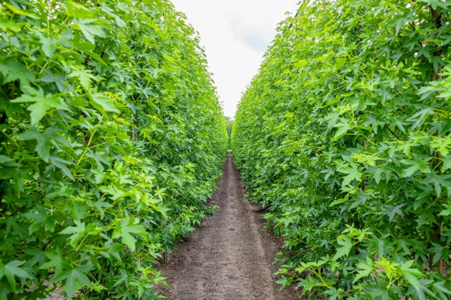 Amberboom Liquidambar styraciflua 'Worplesdon' Beveerd stamomtrek 6-8 P Liquidambar styraciflua 'Worplesdon' beveerd 6-8