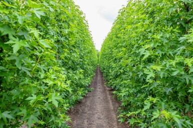 Liquidambar styraciflua 'Worplesdon' beveerd 6-8