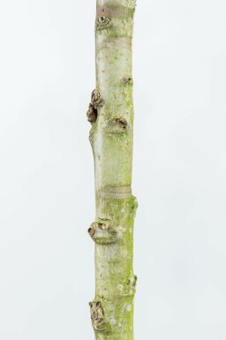 Liquidambar styraciflua 'Worplesdon' beveerd 6-8