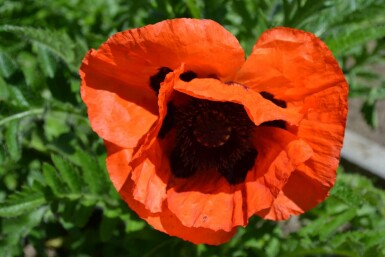 Oosterse klaproos Papaver orientale 'Allegro' 5-10 Pot P9