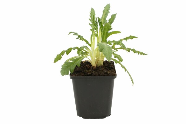 Oosterse klaproos Papaver orientale 'Allegro' 5-10 Pot P9