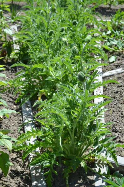 Oosterse klaproos Papaver orientale 'Allegro' 5-10 Pot P9