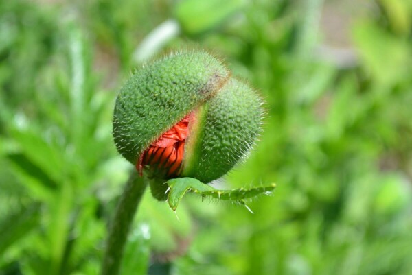 Oosterse klaproos Papaver orientale 'Allegro' 5-10 Pot P9